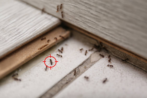 Best Best Pest Control Near Me  in Lincoln, IL