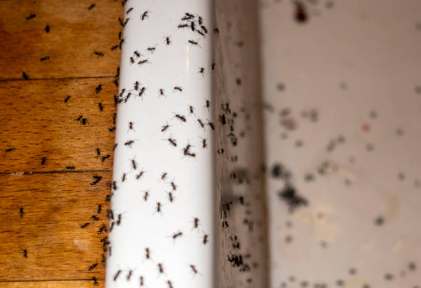 Best Pest Removal Services  in Lincoln, IL
